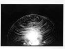 fiberoptic spin